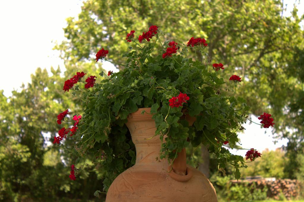 Country Hotel Mandra Edera Abbasanta Εξωτερικό φωτογραφία